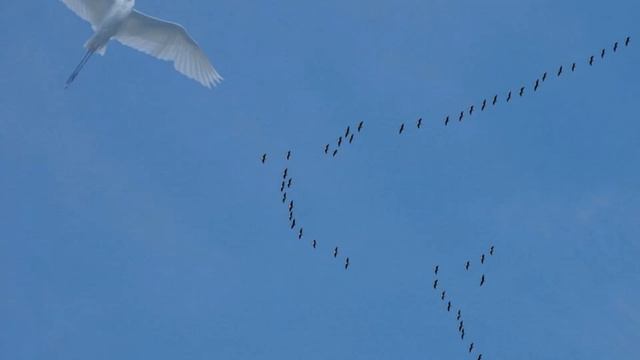 Журавли улетают в даль смотреть онлайн