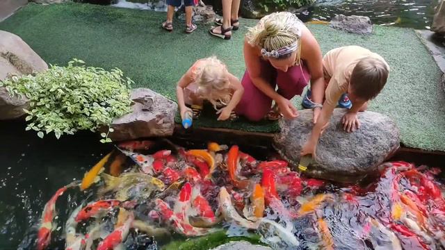 КОРМИМ РЫБ С СОСКИ | ТАИЛАНД | ПАТТАЙЯ | РЕСТОРАН Rain Forest cafe смотреть онлайн