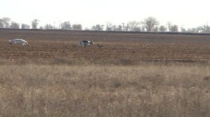 Охота русских псовых борзых на зайца-русака