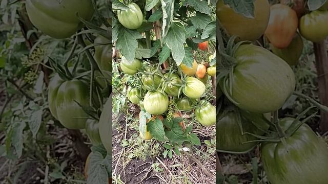 Томат Пузата Хата в открытом грунте смотреть онлайн