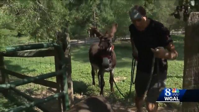 Sherman the rescued donkey loves to run смотреть онлайн