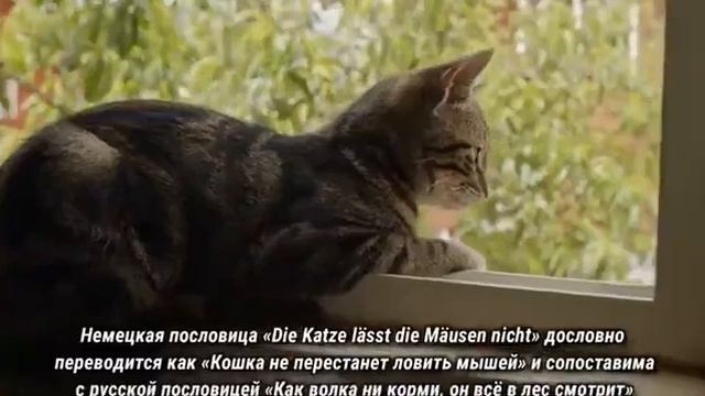 А знаете ли вы, что... смотреть онлайн
