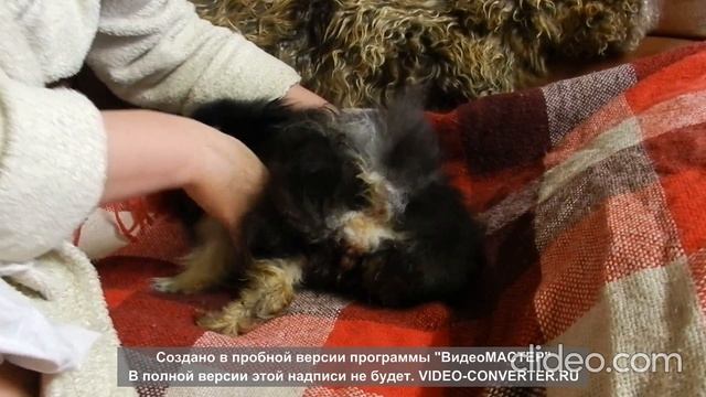 Роды шпица. Как помочь родить щенка . Как вытащить щенка. Как вытащить послед смотреть онлайн