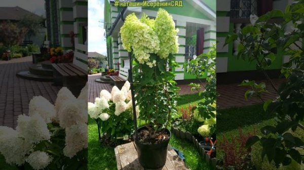 1 сентября, букет Учителю,  Гортензия #наташинИсерёжинСАД