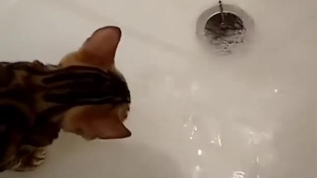 Бенгальский котёнок купается