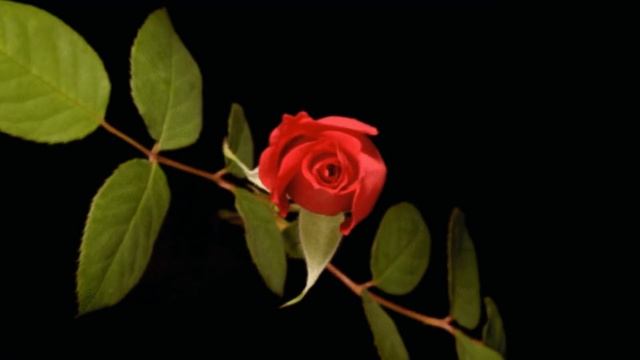 С добрым утром,с новым днем) смотреть онлайн