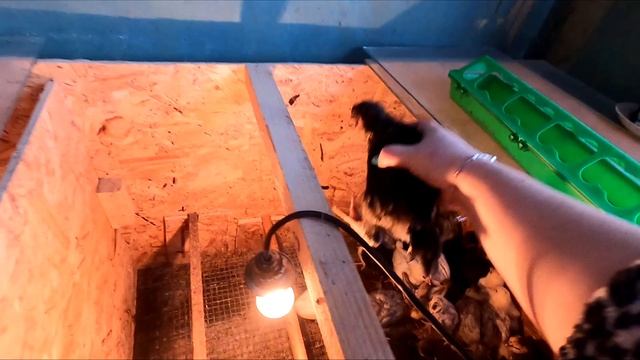 Пушкинские цыплята, переселяем к Ломан Браун. Цветной микс цыплята растут. смотреть онлайн