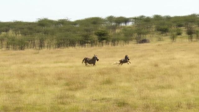 Гепард в Деле / Гепард против Леопарда, Антилопы, Страуса