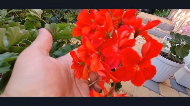Цветение сортовых пеларгоний, ошибки ухода июнь 2021 смотреть онлайн