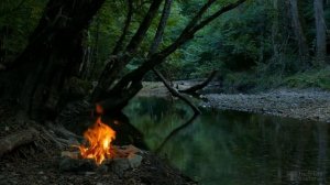 Гибискус болотный посадка и уход