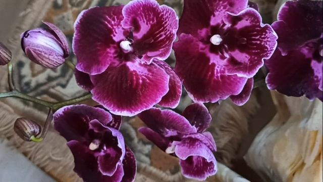 Моя редкая новиночка, орхидея фаленопсис . Биг лип сорт АББА. Пересадка. Как посадить. смотреть онлайн