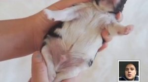 Как определить пол щенка видео инструкция