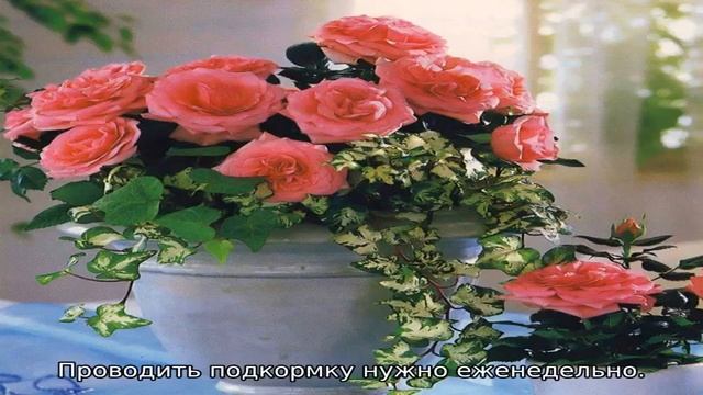 Как вырастить розу в домашних условиях смотреть онлайн