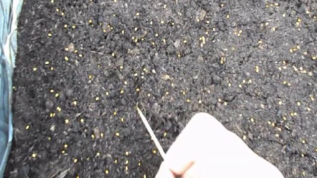 Посев маргаритки и сроки.