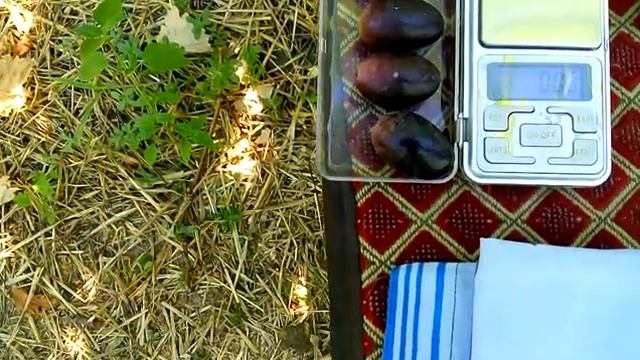 Виноград РЕМБО смотреть онлайн