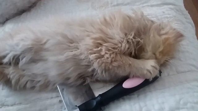 Как приучить персидского котенка к расчесыванию смотреть онлайн