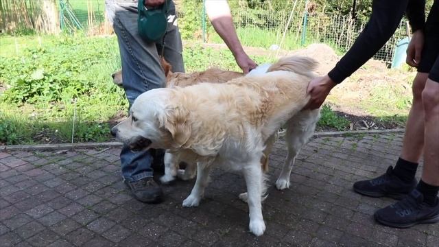 Golden Retriever successful mating/ Dekking Golden Retriever смотреть онлайн