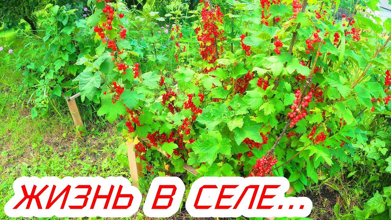 Простая жизнь в селе,наши сельские будни. смотреть онлайн