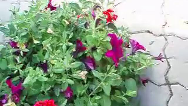 Millionbells+Surfinia+Verbena смотреть онлайн