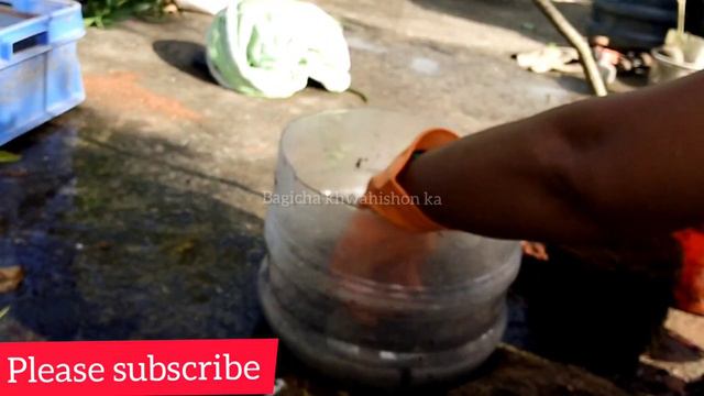 Hibiscus mutabilis plant repotting | Repotting cotton rose plant | Sthal kamal plant repotting