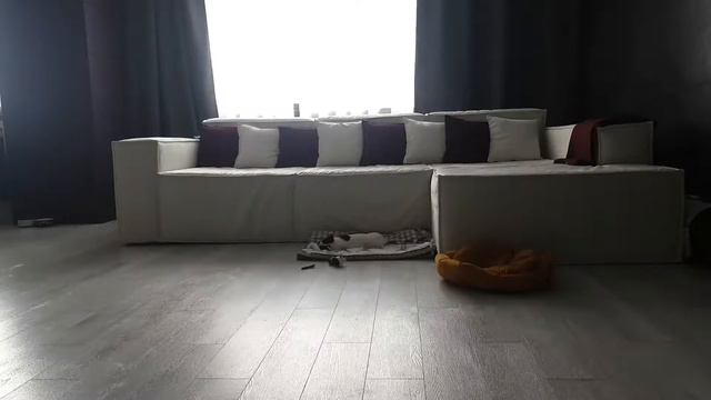 Mr.White live Один Дома! выпуск #18 смотреть онлайн