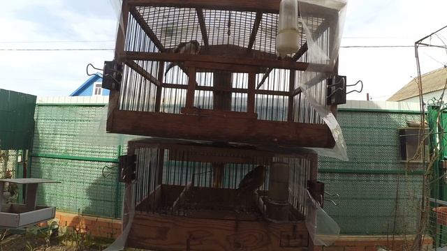 Щегол 2 смотреть онлайн