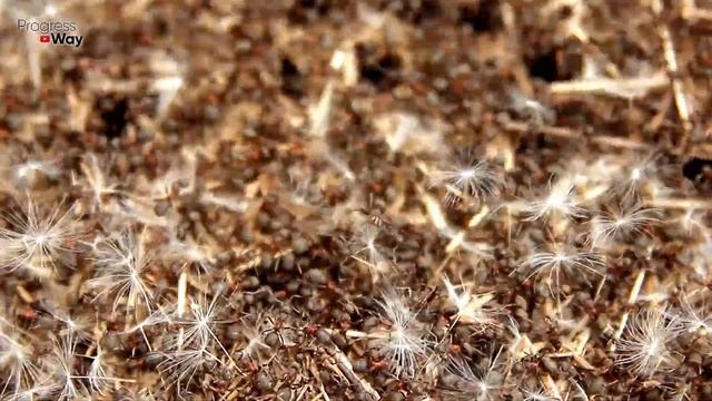 Как избавиться от муравьев на участке. Дешевый и простой способ