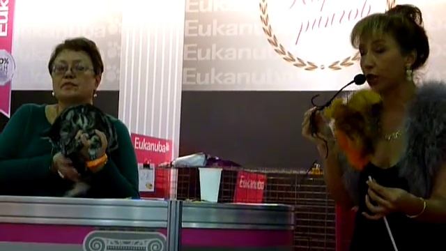 Представление Европейской короткошерстной на Экспокоте 2013 смотреть онлайн