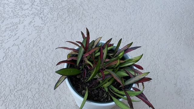 Hoya Wayetii Variegated Care