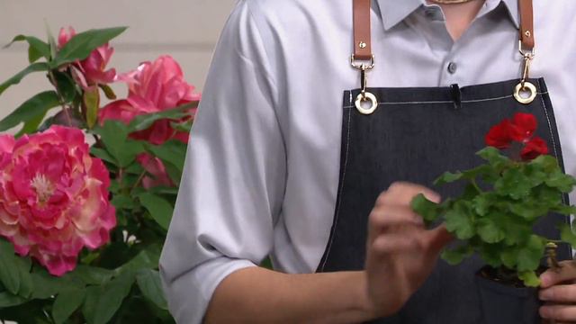 Roberta's 6-Piece Calliope Zonal Geranium on QVC смотреть онлайн