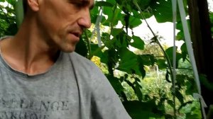 Когда начинает плодоносить прививка деревьев