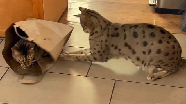 #cat #savannah #bengal #cats #pets #lovly #love #котики #коты #любовь#happiness смотреть онлайн