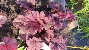 Обзор сортов гейхер и гейхерелл в моем саду