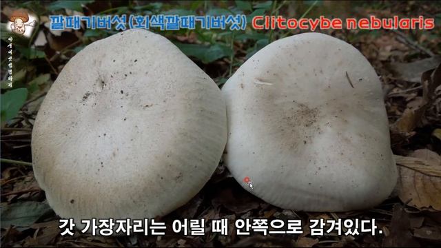 땅찌만가닥버섯(Lyophyllum shimeji), 깔때기버섯(회색깔때기버섯) - Clitocybe nebularis смотреть онлайн