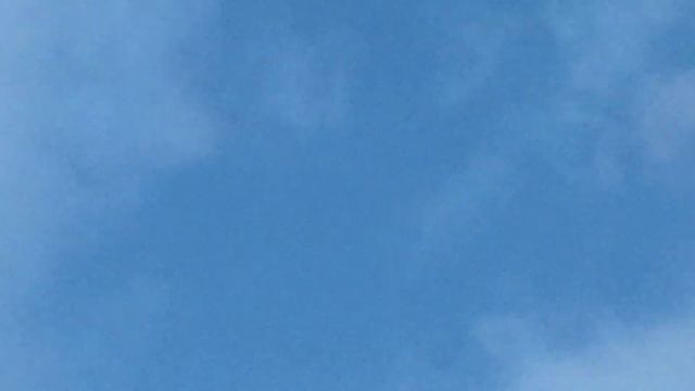 #Pigeons.Почему голуби за 1 день перестали дикарить и почему резко скинули а не сели??? смотреть онлайн