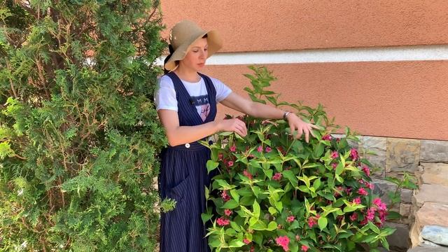 Вейгела. Цветение. Формирование куста смотреть онлайн