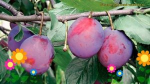 Слива домашняя Анна Шпет. Краткий обзор, описание характеристик prunus Anna Shpet