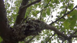 ОМОЛОЖЕНИЕ СТАРОЙ ГРУШИ. Устраняем последствия неверной обрезки