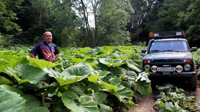 Дедов курень смотреть онлайн