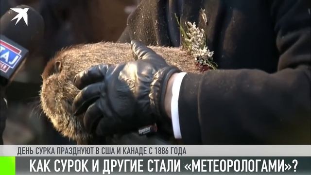 День сурка: традиции и приметы смотреть онлайн
