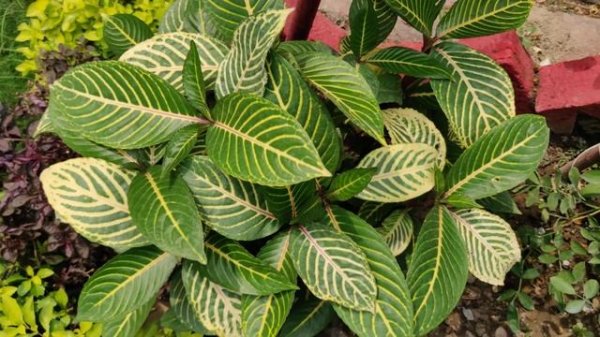 Beautiful Plant - Sanchezia II Care of Sanchezia II Heavenly Home