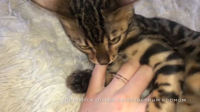 БЕНГАЛЬСКИЙ КОТ. 8 ФАКТОВ О БЕНГАЛАХ. ШАНЕЛЪ смотреть онлайн