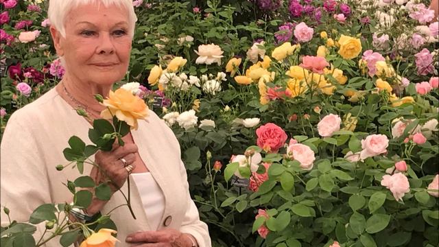 DAME JUDI DENCH READS FROM THE WINTER'S TALE- AUDIO смотреть онлайн