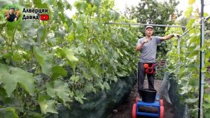 Скейтборд виноградаря Давида.