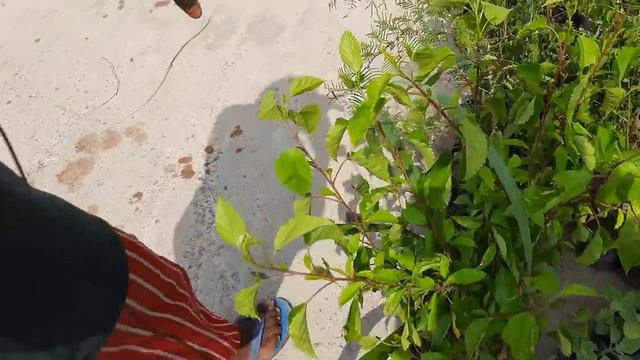 Roadside Cheapest Nursery in Delhi | World's smallest but Cheapest Nursery | Plant Price with Name смотреть онлайн