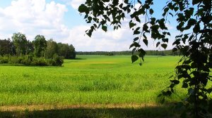 Пейзажи лета: живописное поле летом. Звуки живой природы.