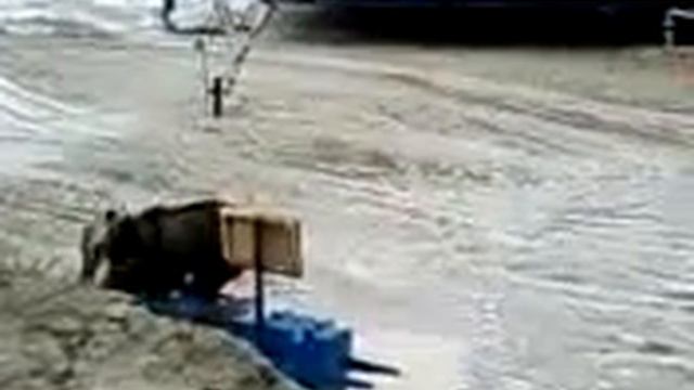 НАПАДЕНИЕ МЕДВЕДЕЙ! БУРЫХ на вахтовиков смотреть онлайн