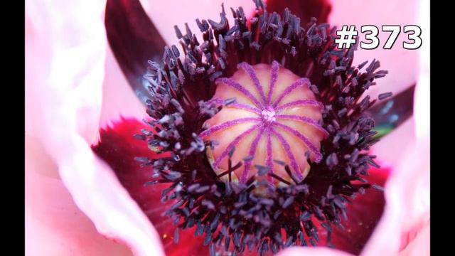 #373. Цветы и растения - самые красивые цветы смотреть онлайн