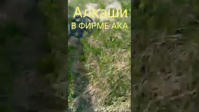 Алкаши в фирме ака. Сигнум 7272м мфт ГОВНО смотреть онлайн