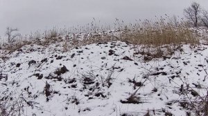 Собака берёт зайца без выстрела